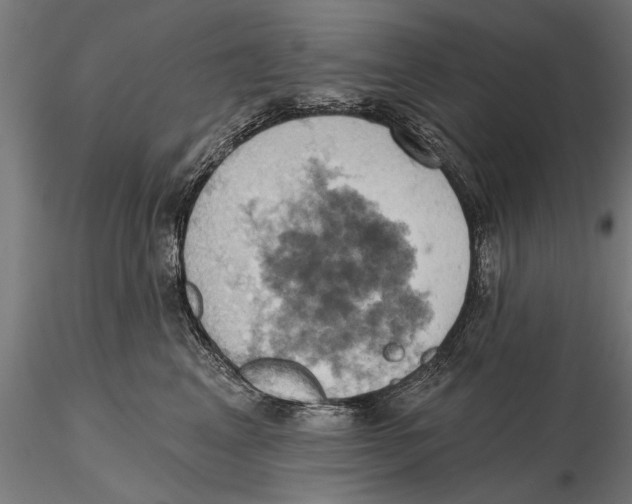 X0000115590617200912081050