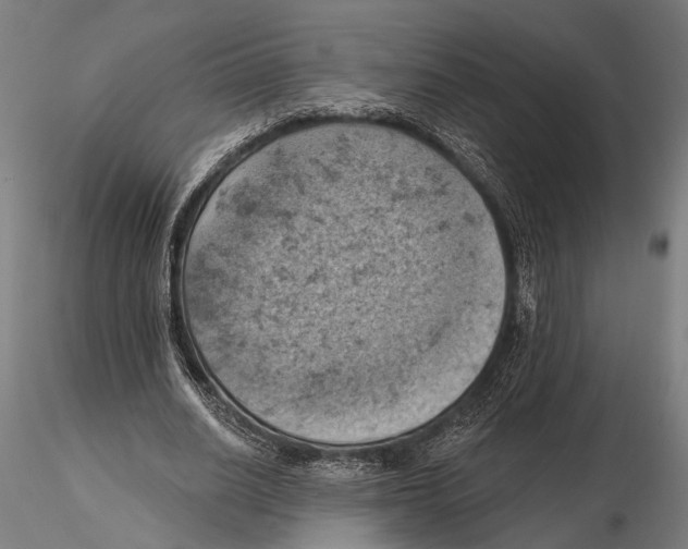 X0000115590630200912081050