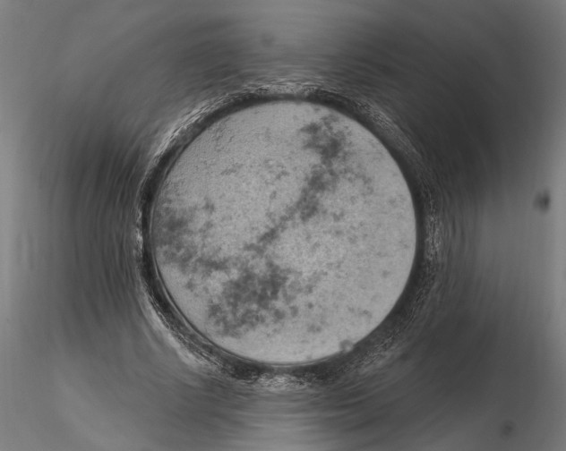 X0000115590634200912081050