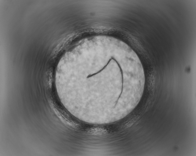 X0000115590644200912081050