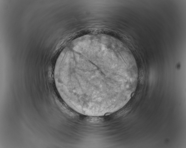 X0000115590670200912081050