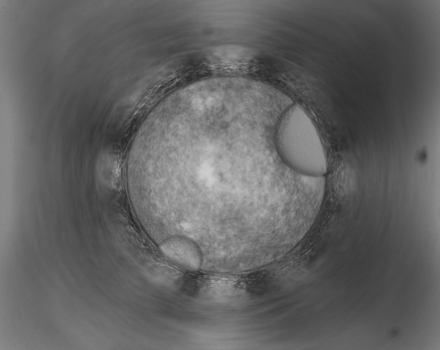 X0000115590709200912081049