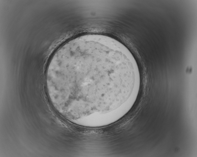 X0000115590721200912081048