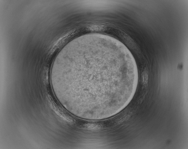 X0000115590733200912081048
