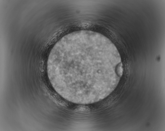 X0000115590750200912081048