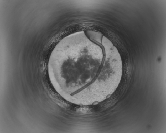 X0000115590759200912081049