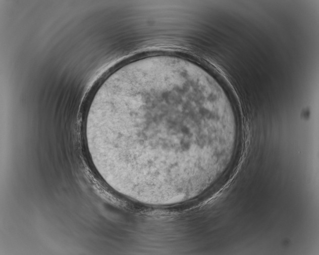 X0000115590779200912081048