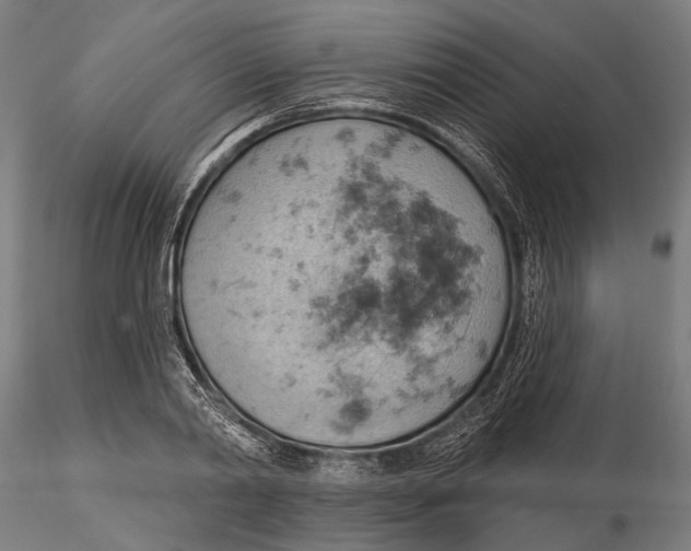 X0000115590790200912081048