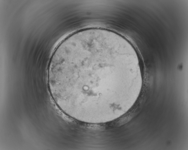 X0000115590807200912081047