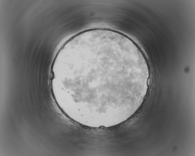 X0000115590815200912081047