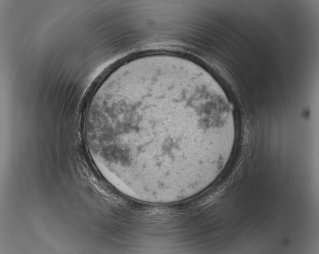 X0000115590830200912081047