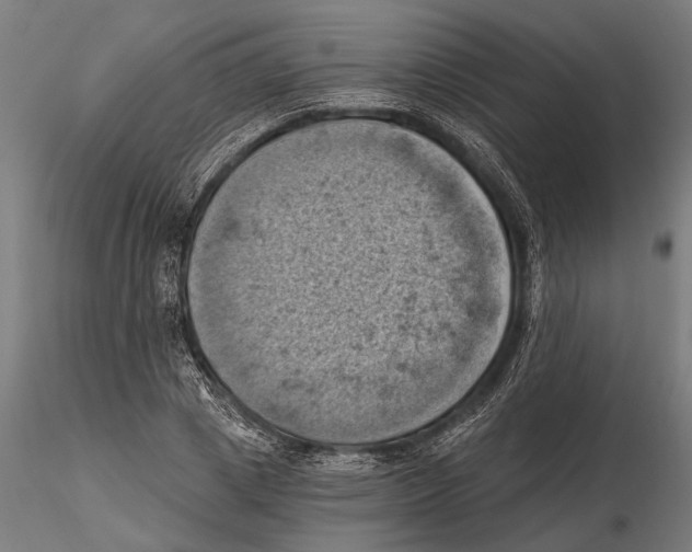 X0000115590833200912081047