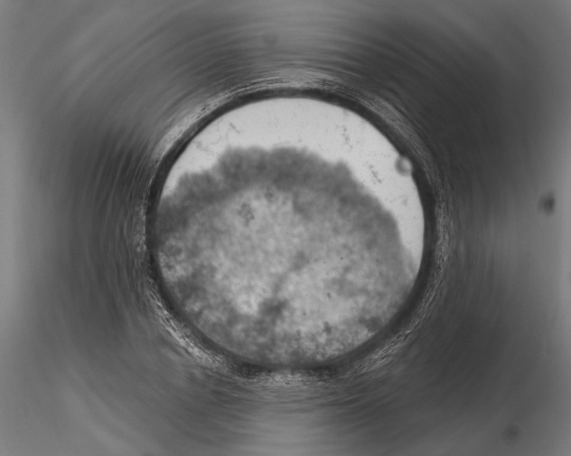 X0000115590834200912081047