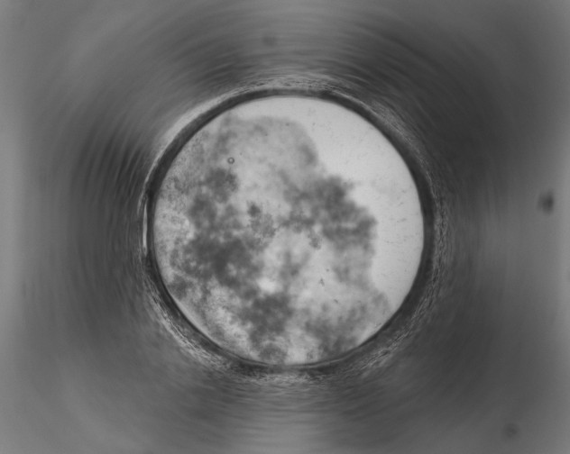 X0000115590838200912081047