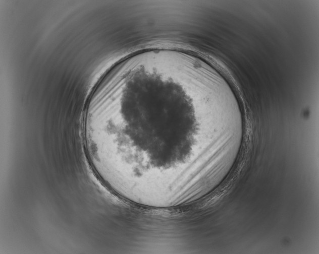 X0000115590855200912081047