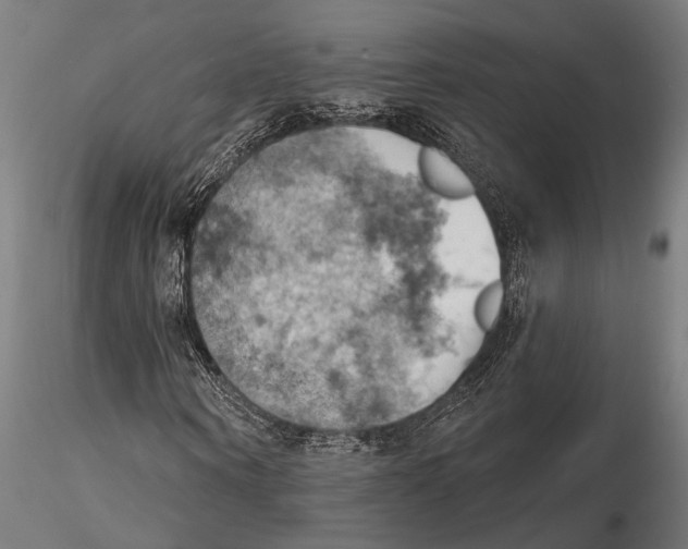 X0000115590866200912081047