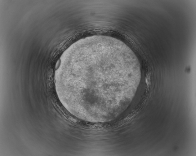 X0000115590867200912081047
