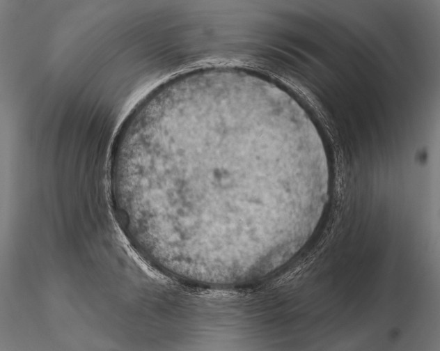 X0000115590894200912081046