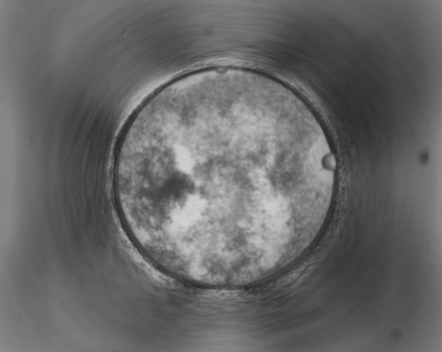 X0000115590902200912081046