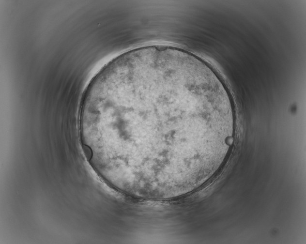 X0000115590910200912081046
