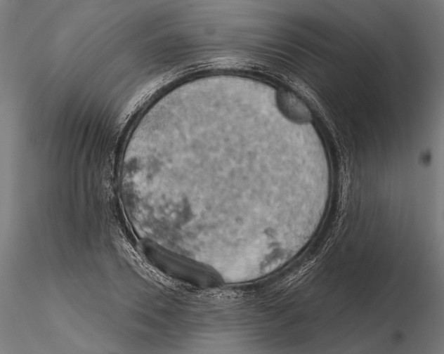 X0000115590930200912081046