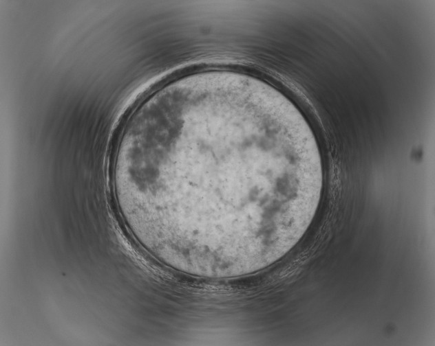 X0000115590935200912081046