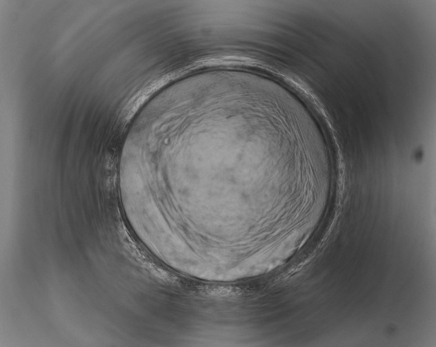 X0000115590945200912081046