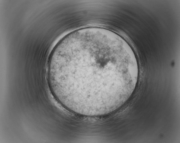X0000115590955200912081046