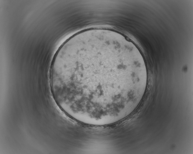X0000115590959200912081046
