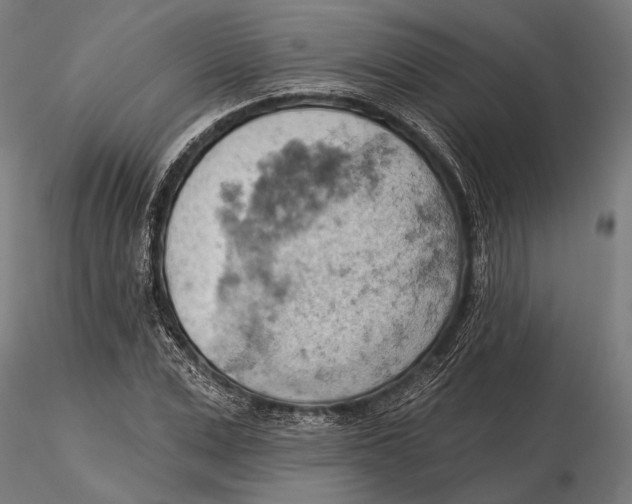 X0000115590975200912081045