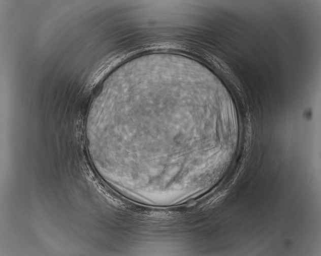 X0000115590985200912081045