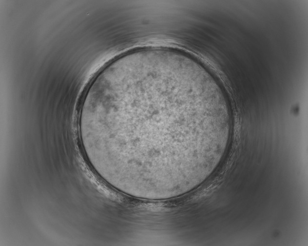 X0000115590990200912081045