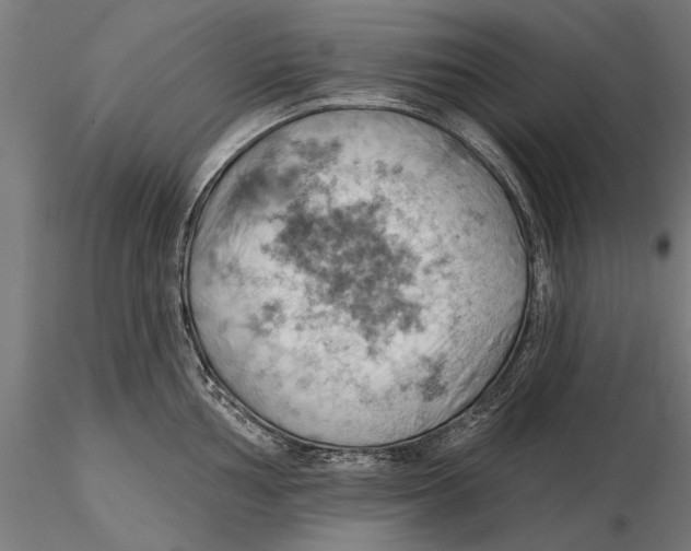 X0000115591002200912081045