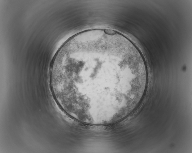X0000115591006200912081045