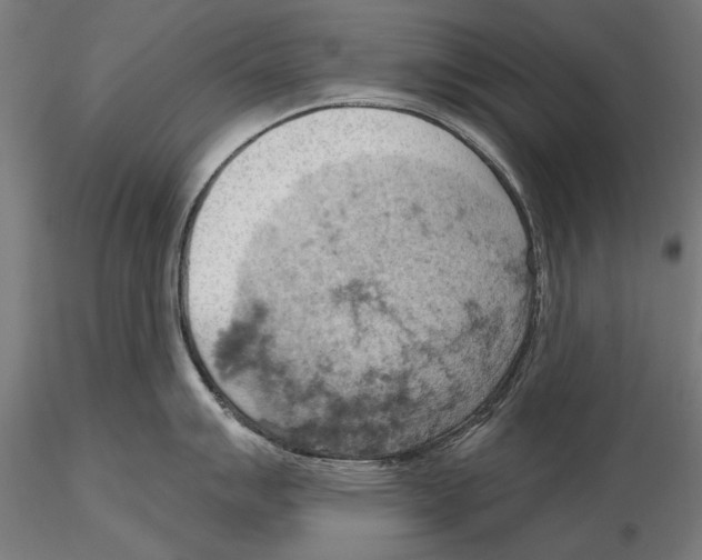 X0000115591007200912081045