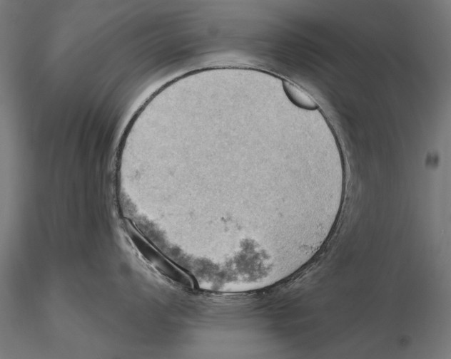 X0000115591008200912081045