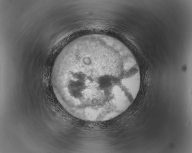 X0000115591015200912081044