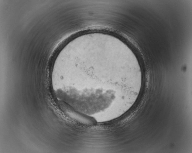 X0000115591021200912081044