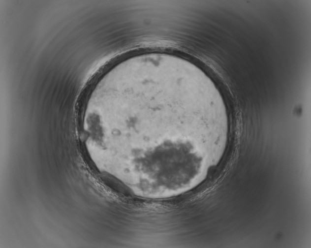 X0000115591022200912081044