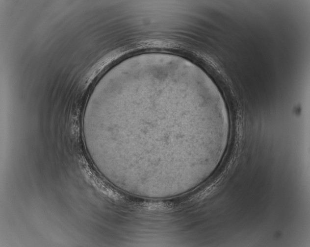 X0000115591025200912081044