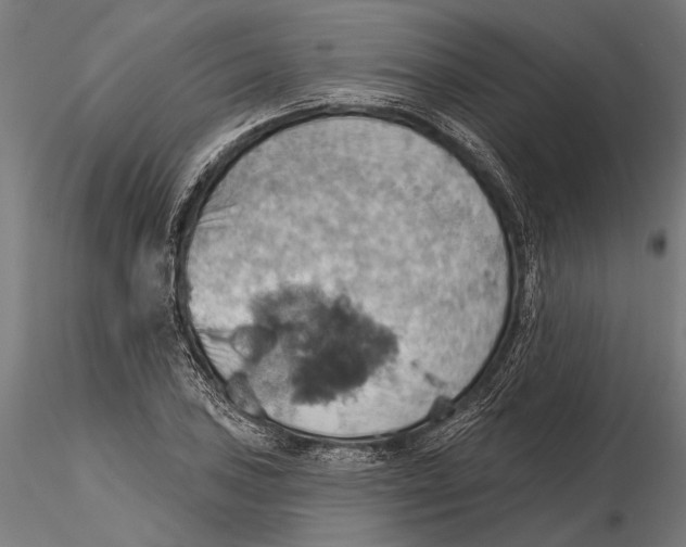 X0000115591027200912081044