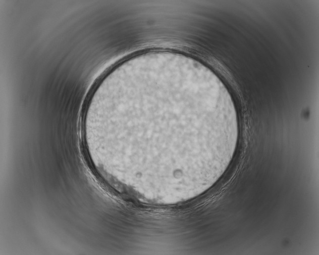 X0000115591028200912081044