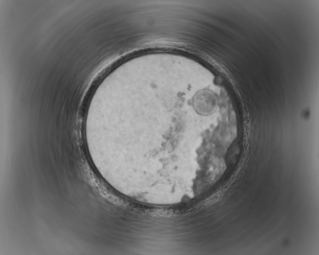 X0000115591029200912081044