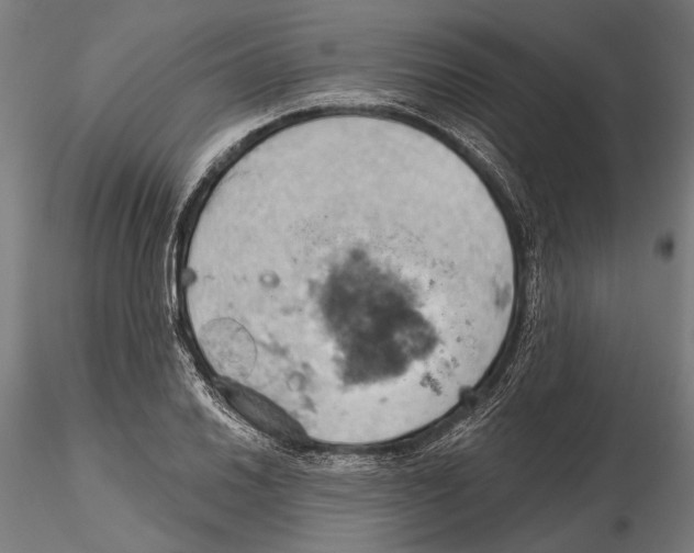 X0000115591030200912081044