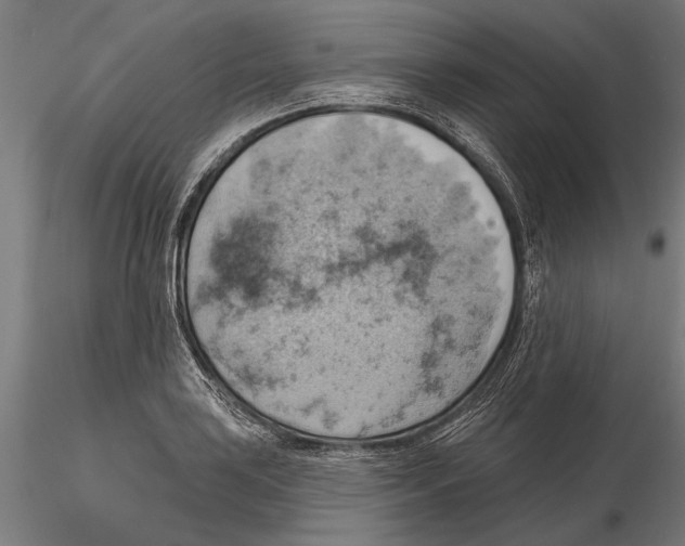 X0000115591035200912081044