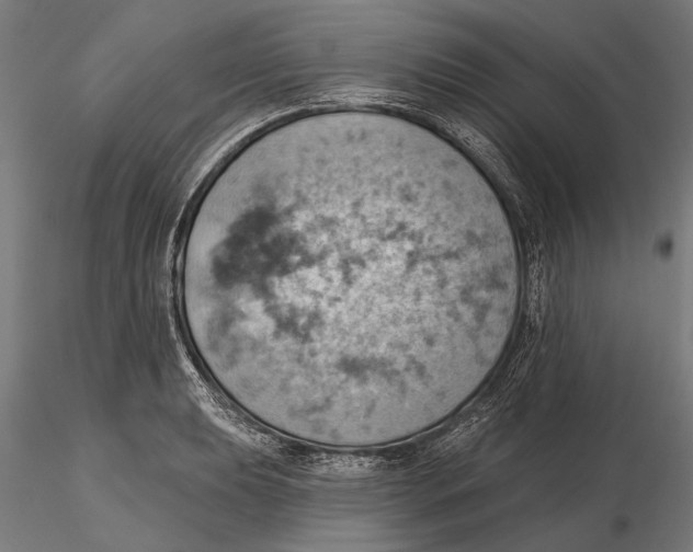 X0000115591039200912081044