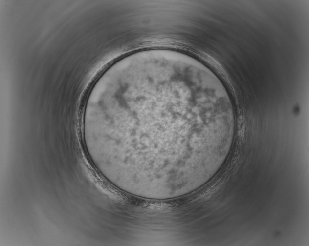 X0000115591043200912081044
