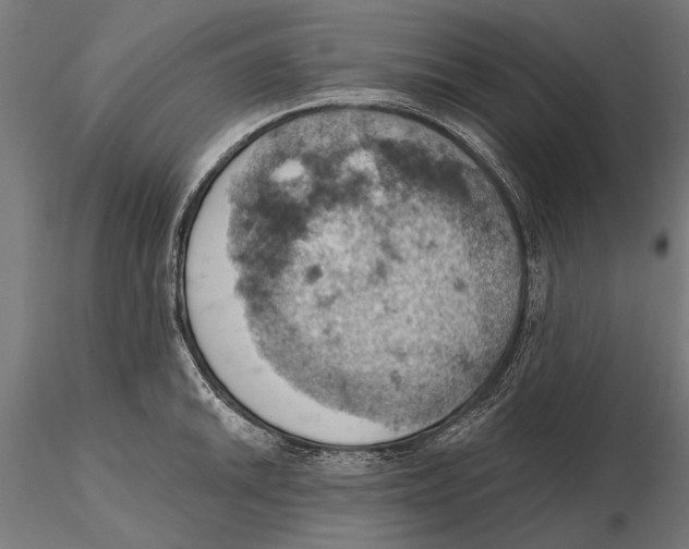 X0000115591046200912081044
