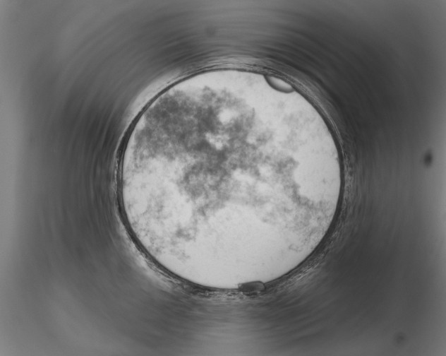 X0000115591050200912081044