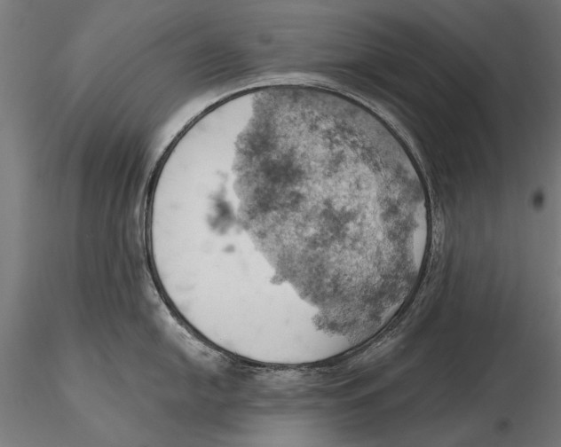X0000115591054200912081045